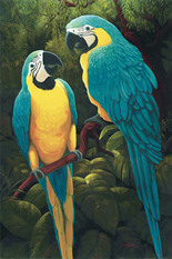 Macaw Chatter