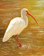 Ibis In the Rain