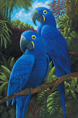 Hyacinth Macaws